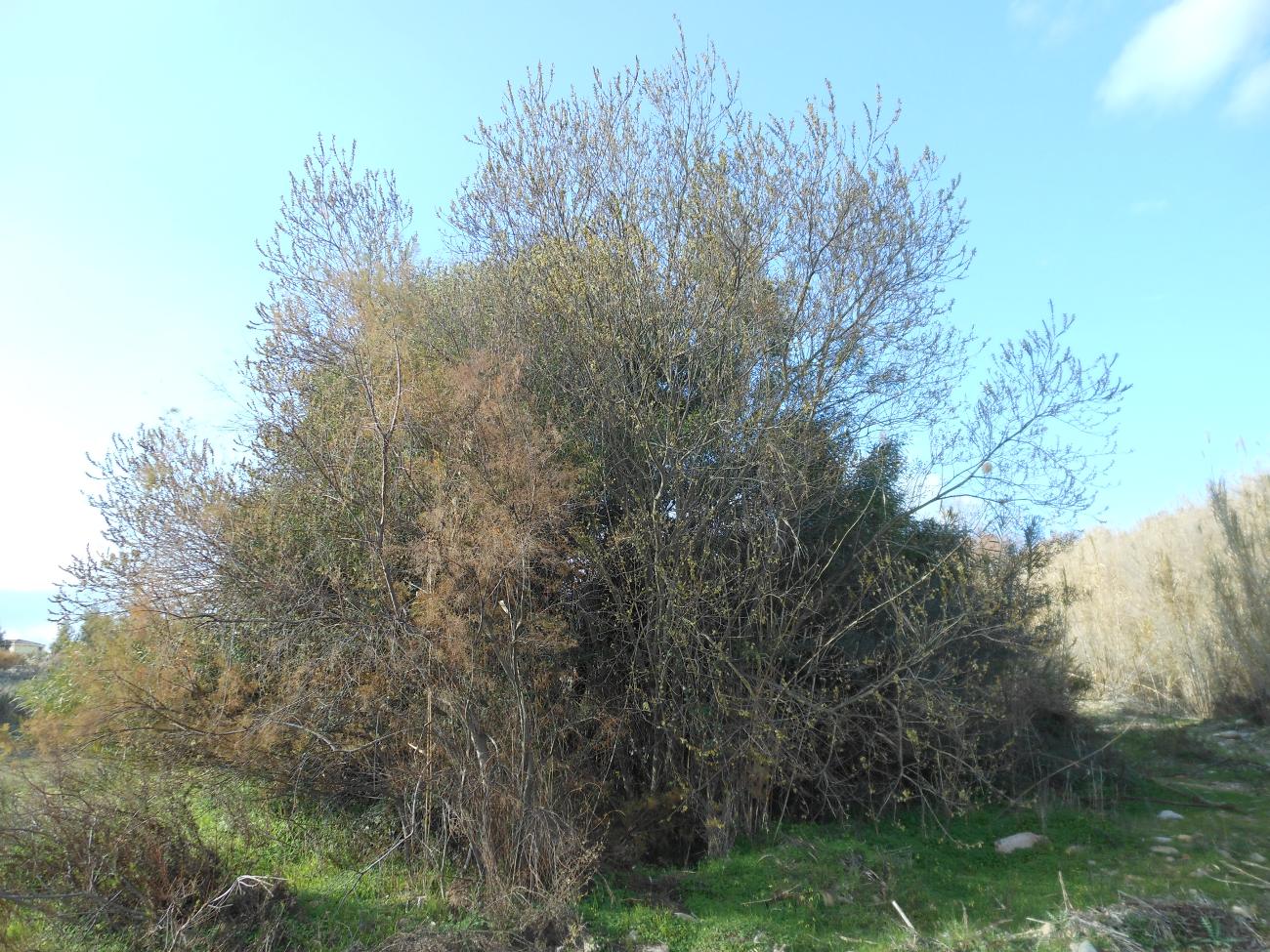 Salix atrocinerea / Salice di Gallura